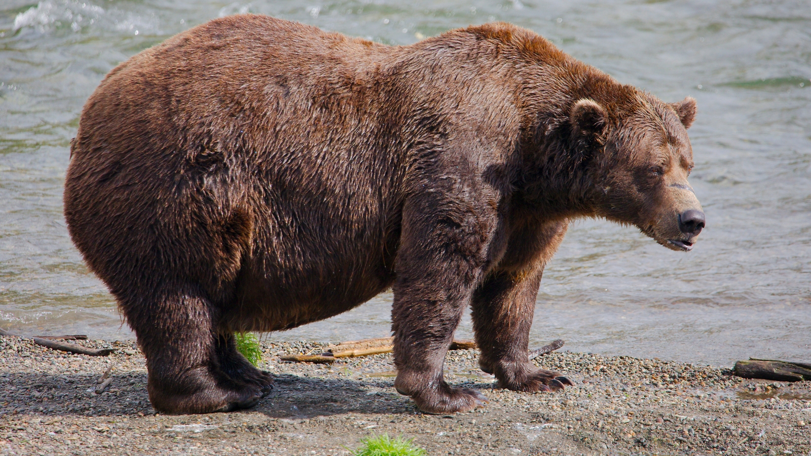 Fat Bear Week opens for Alaska’s heavyweight crown. Can Chunk, the 1,200-pound champ, win again?
      