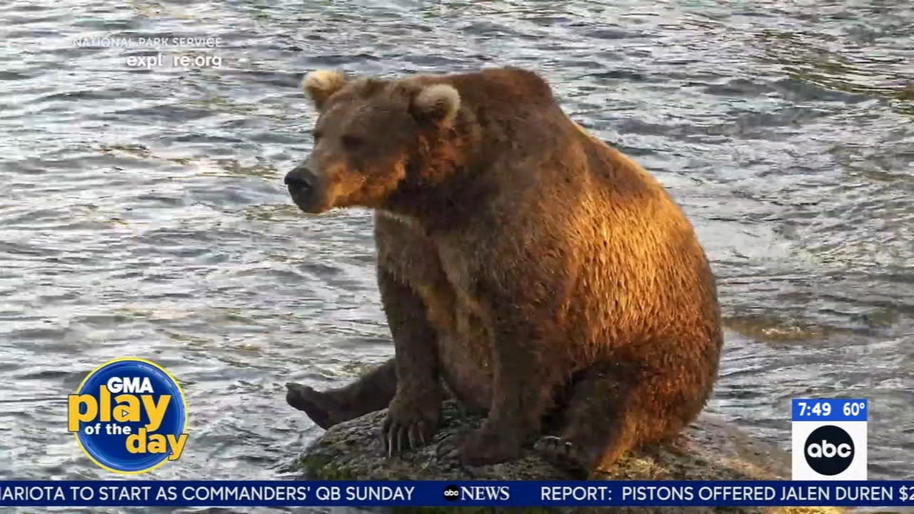 Fat Bear Week opens for Alaska's heavyweight crown