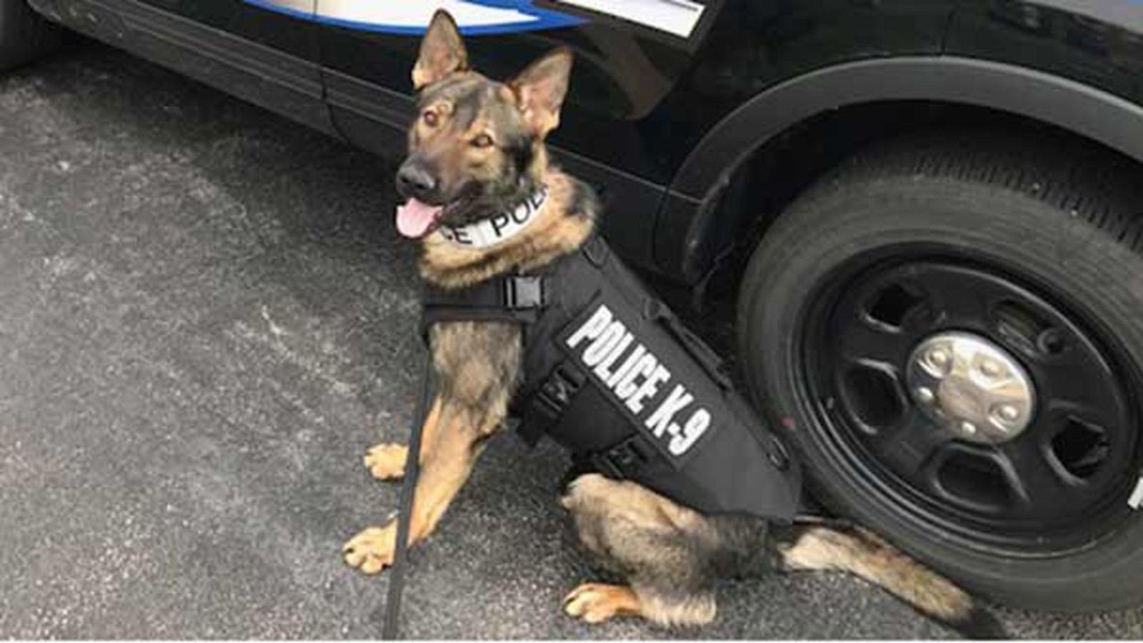 Protective vest donated to Channahon K9 officer - ABC7 Chicago