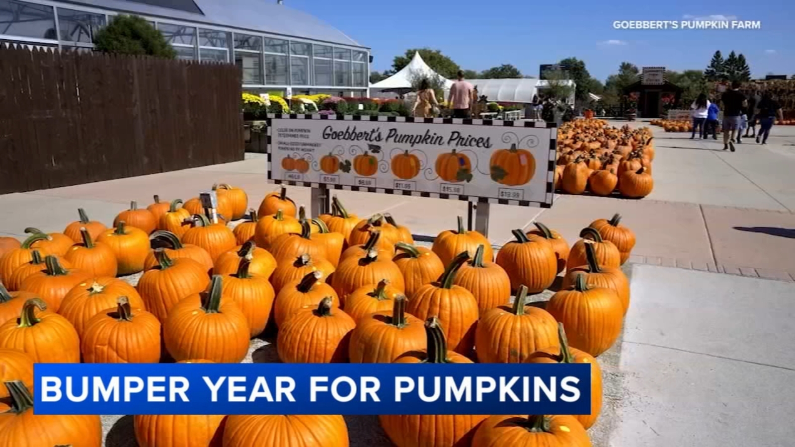 Summer rain creates bumper year for pumpkins in Chicago area
      