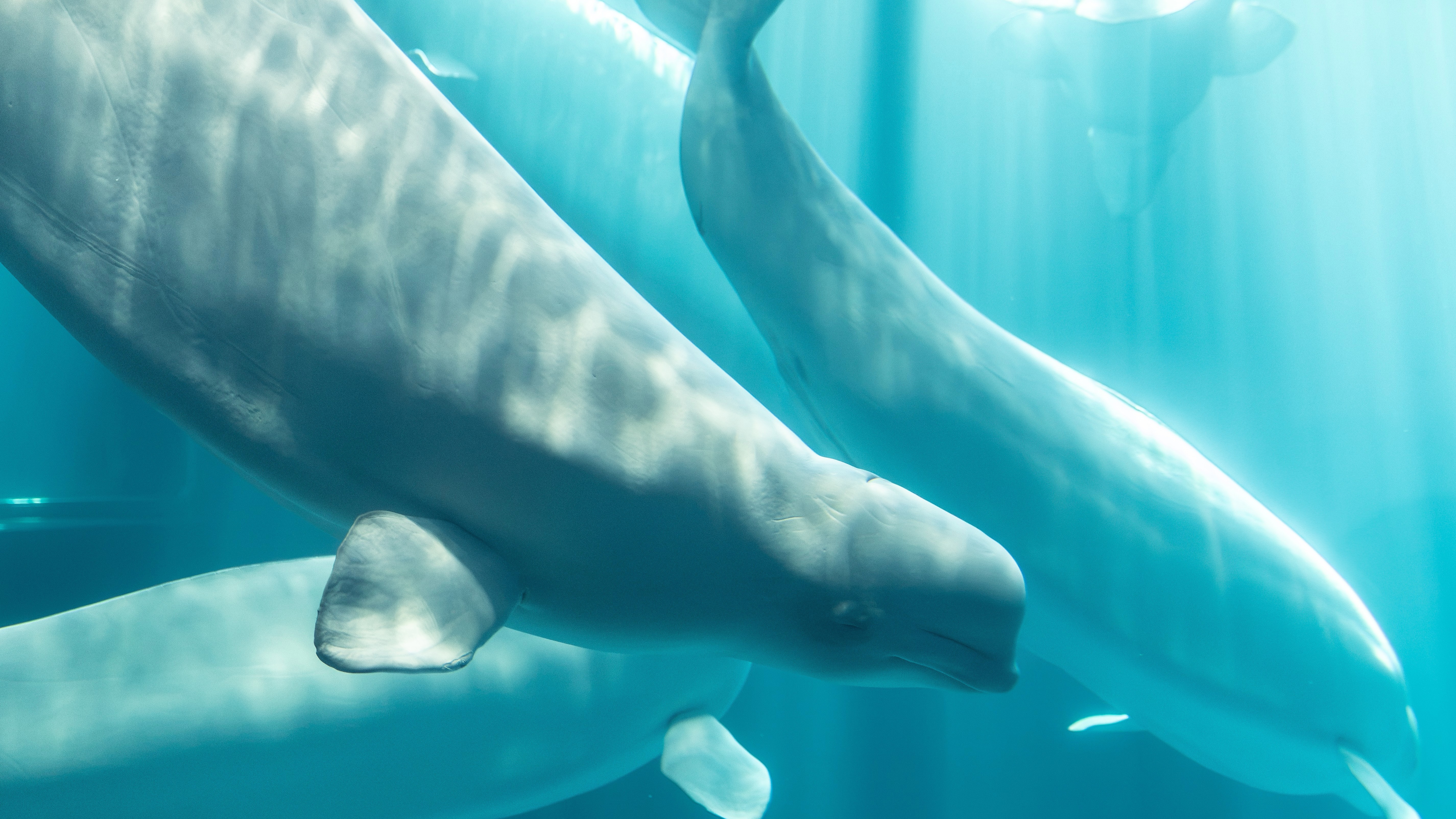 This photo provided by Shedd Aquarium shows a beluga whale named Osiris at Shedd Aquarium in Chicago, Aug. 20, 2026.