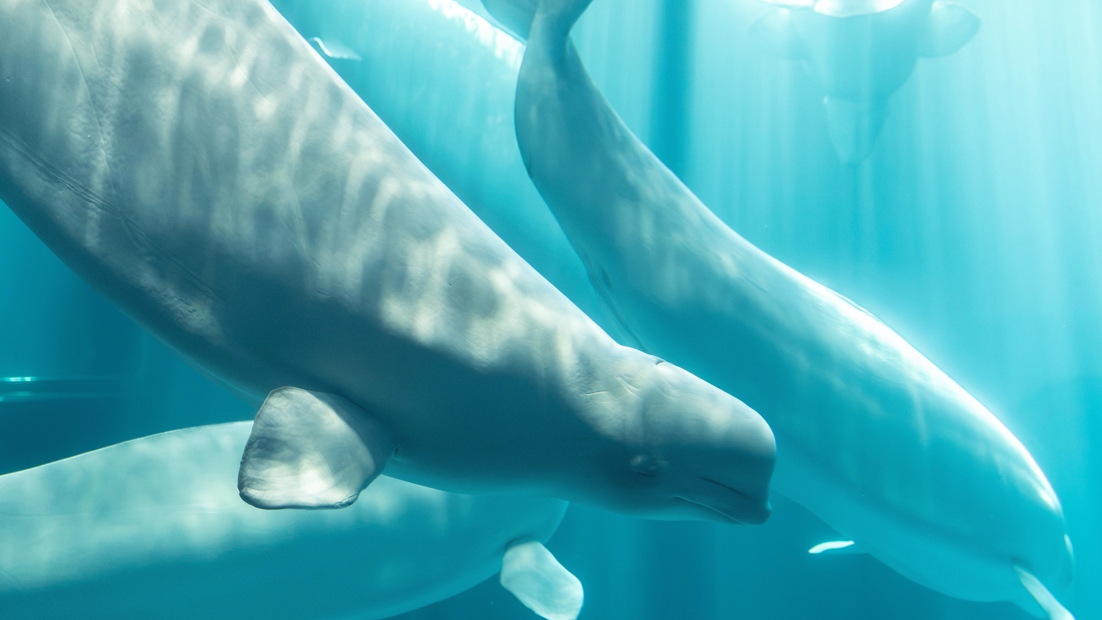 Questions emerge after 4th beluga death at Chicago's Shedd Aquarium following whale transfers from Canada
      