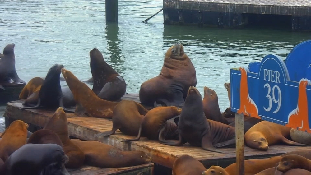 Massive Steller sea lion appears on Pier 39 docks in San Francisco