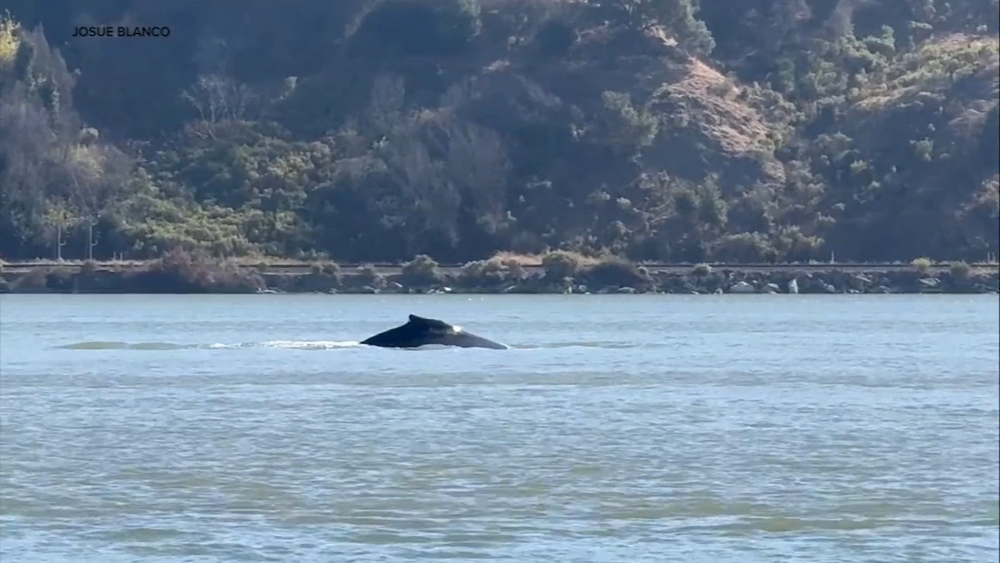 Humpback whale seen in Sacramento River heading back to SF Bay