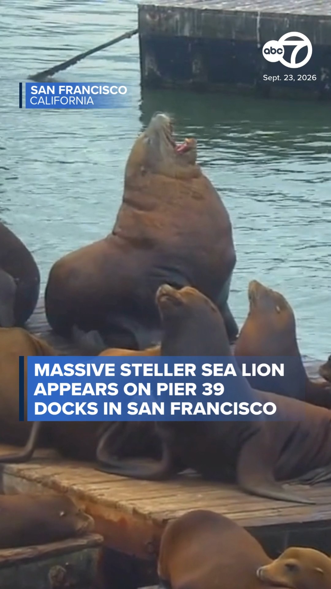 Large Steller sea lion appears on Pier 39 docks in San Francisco