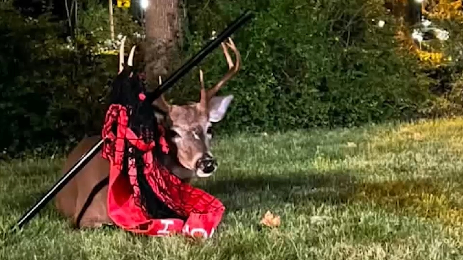 Deer in distress draws concerns from residents in New Jersey