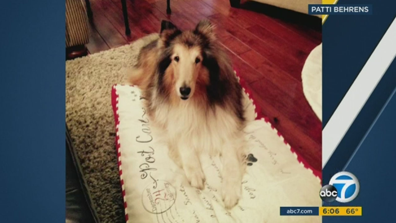 La Verne woman's dog killed by bear in garage