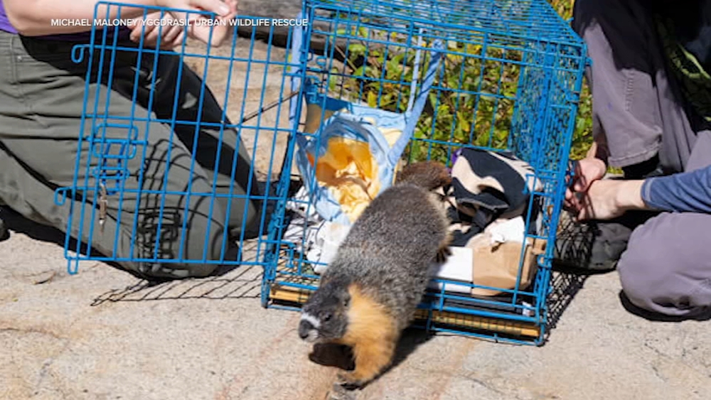 Mysterious marmots released back into wild after appearing in Bay Area