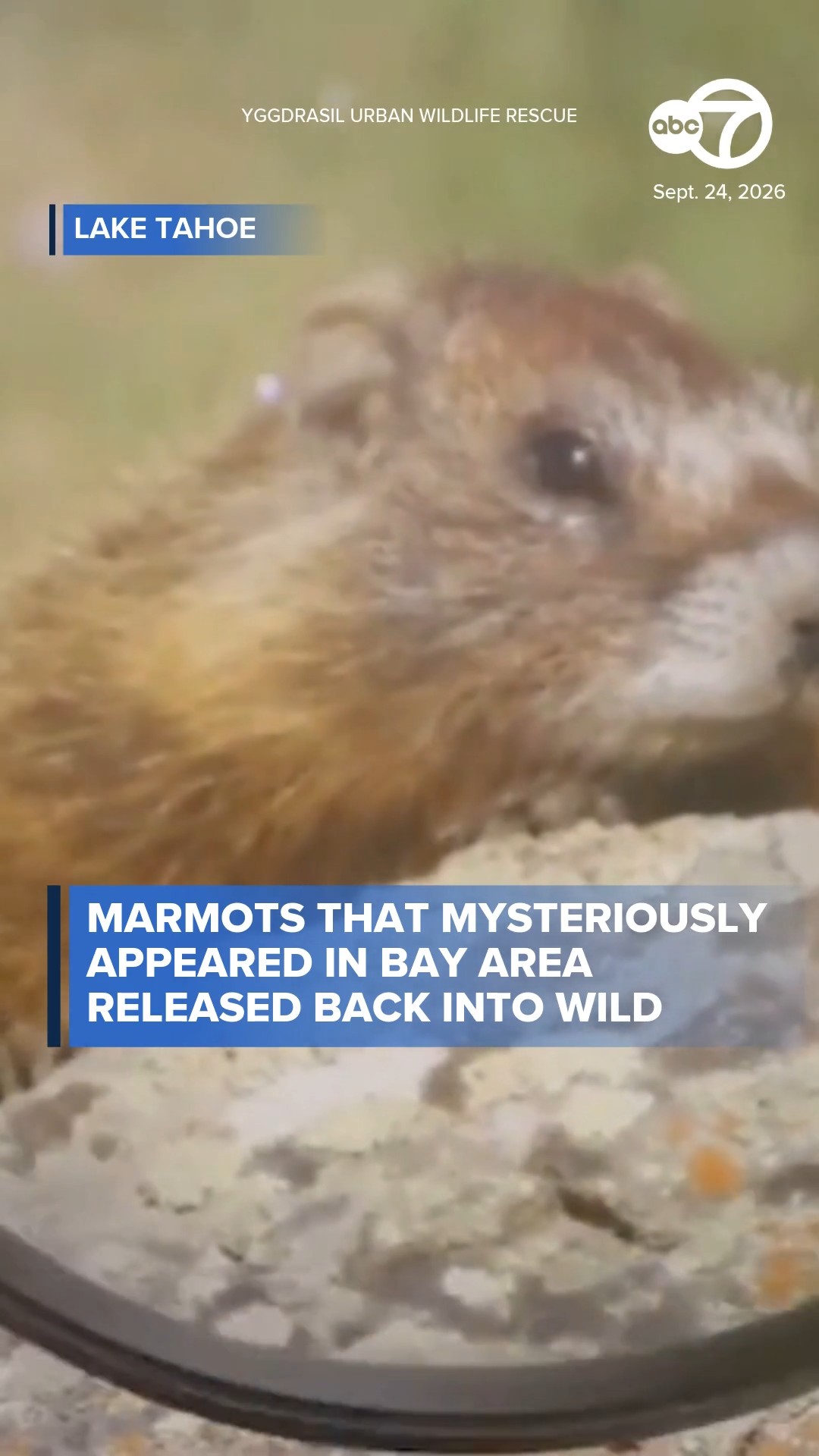 Mysterious marmots released back into wild after appearing in Bay Area