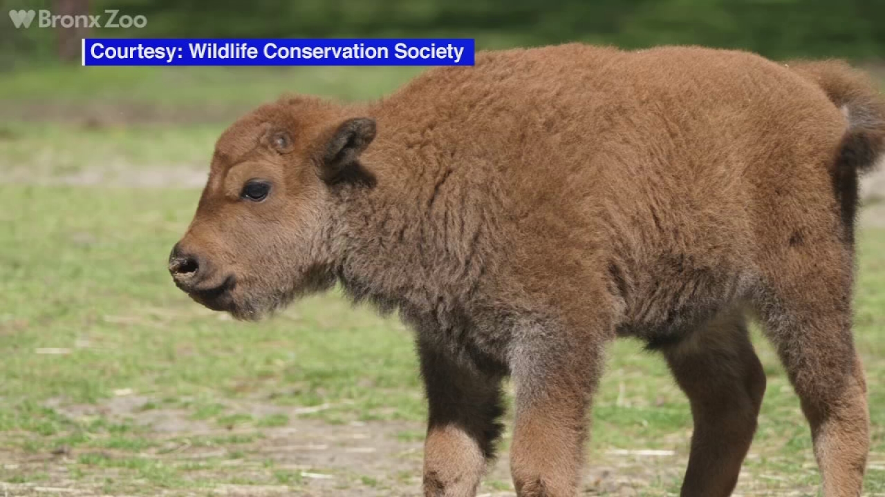 6 bison calves born at the Bronx Zoo