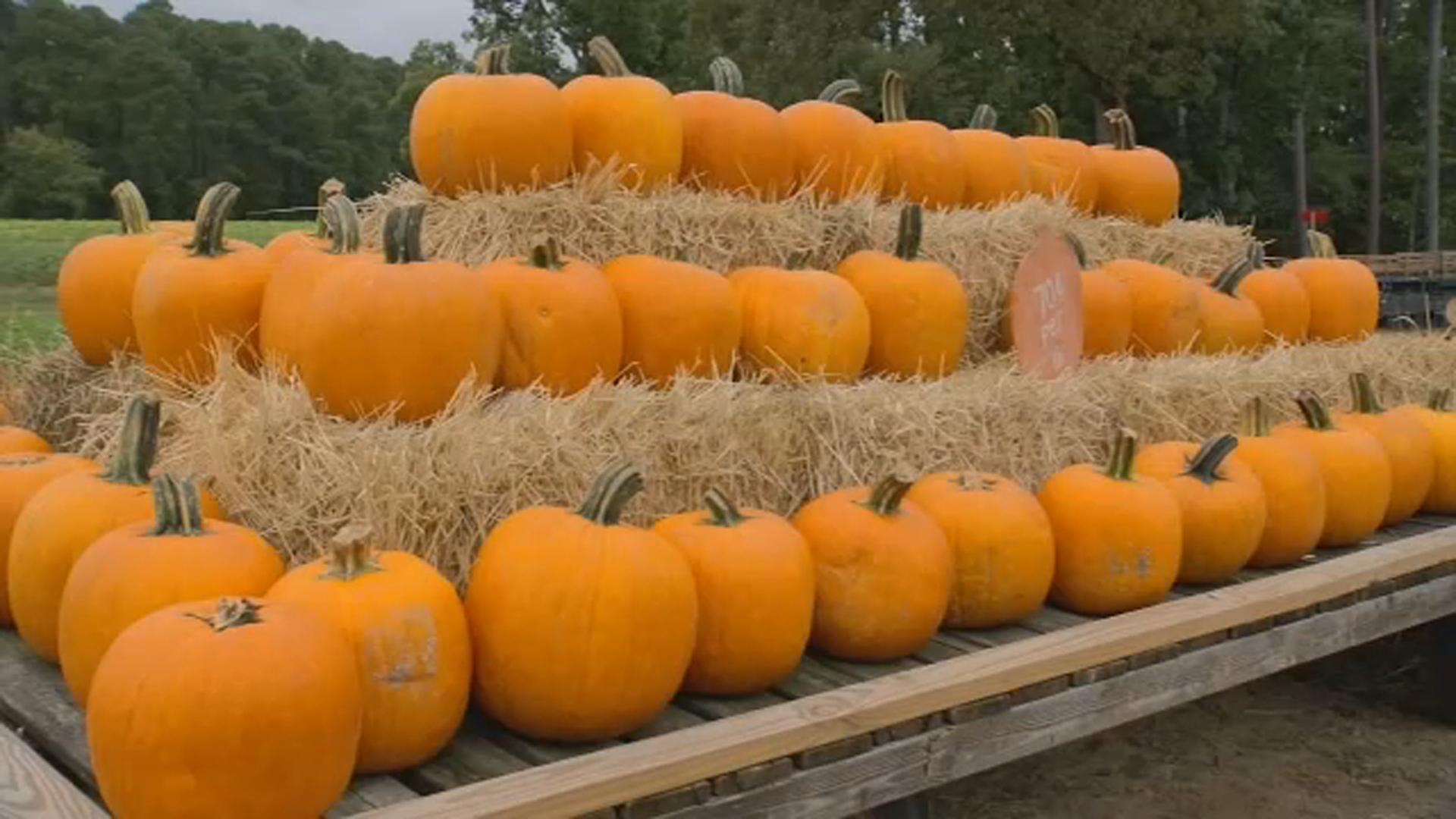 Pumpkin season arrives, farmers prepare to welcome families as drought persists in NC