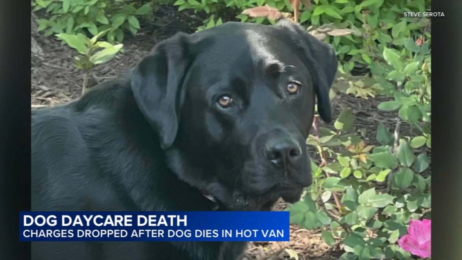 Cook County state's attorney drops animal cruelty charge against Ross ...