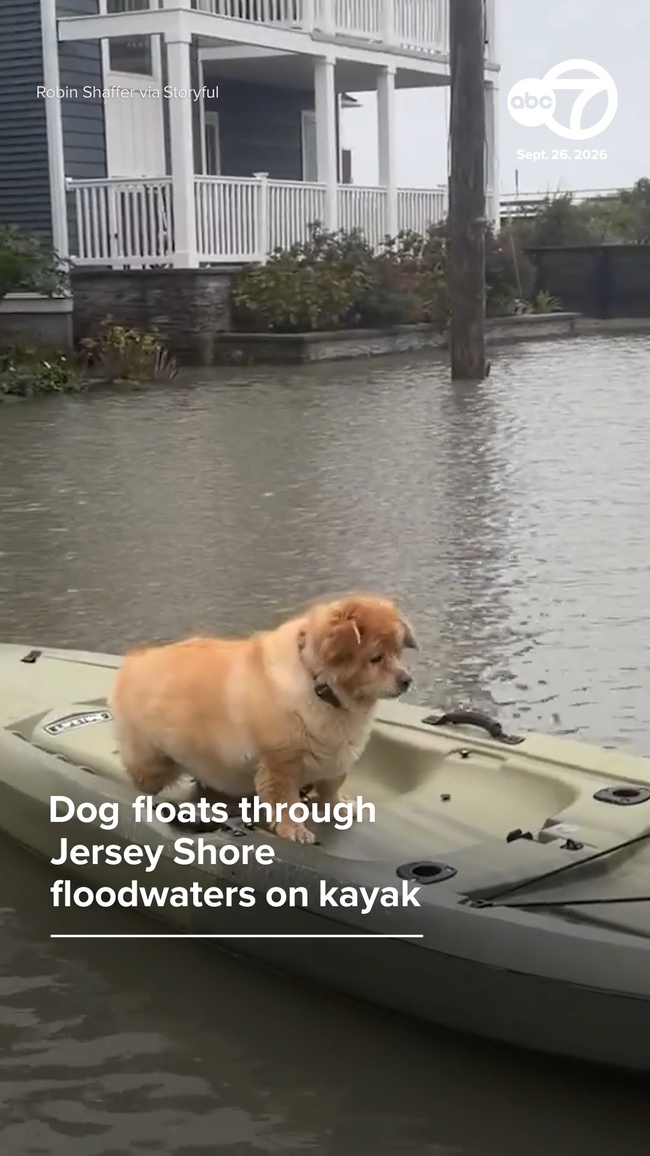Canoe In Ocean Dog floats on kayak through flooded roadway in Ocean City, New Jersey ...