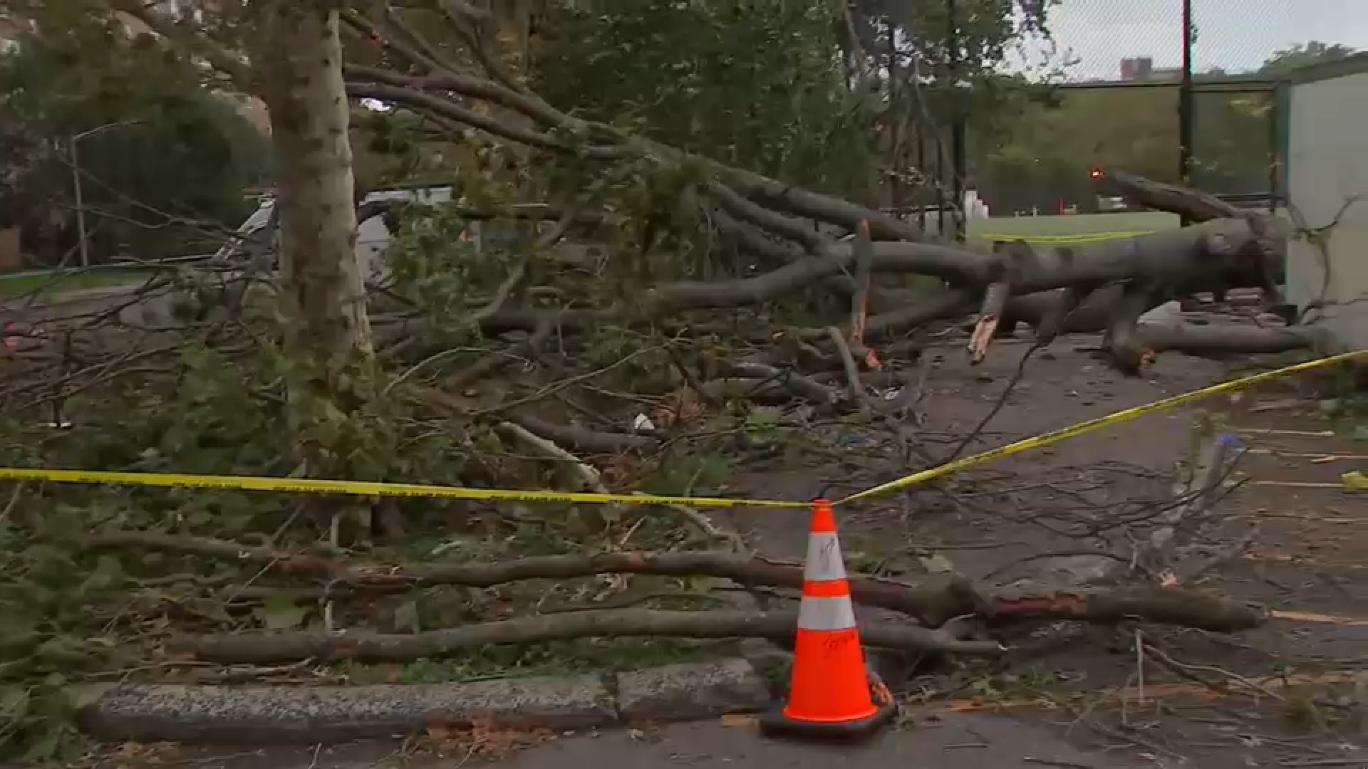 NYCHA employee struck, killed by falling tree in East New York parking lot
