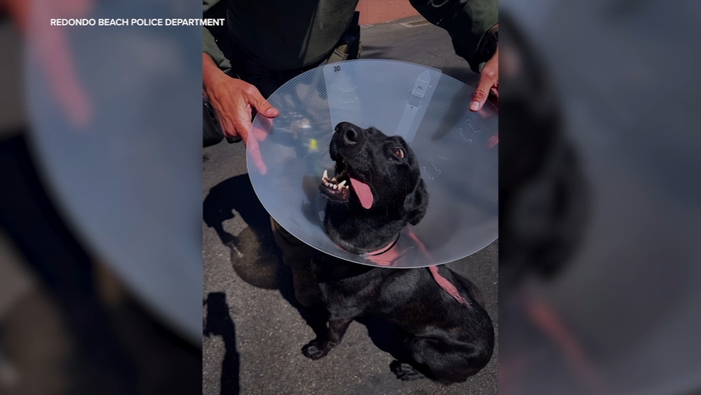 CA police K-9 recovering after piece of ear bitten off by man