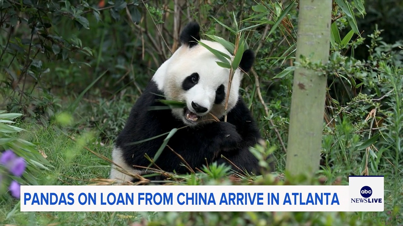 Giant pandas Ping Ping and Fu Shuang arrive in Atlanta from China
