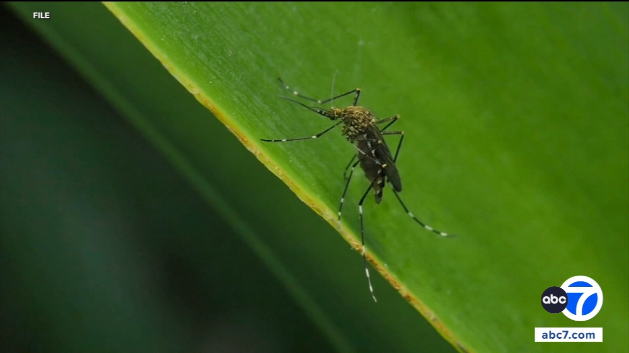 Invasive Mosquitoes Confirmed in Southern California as Species Expands from North
