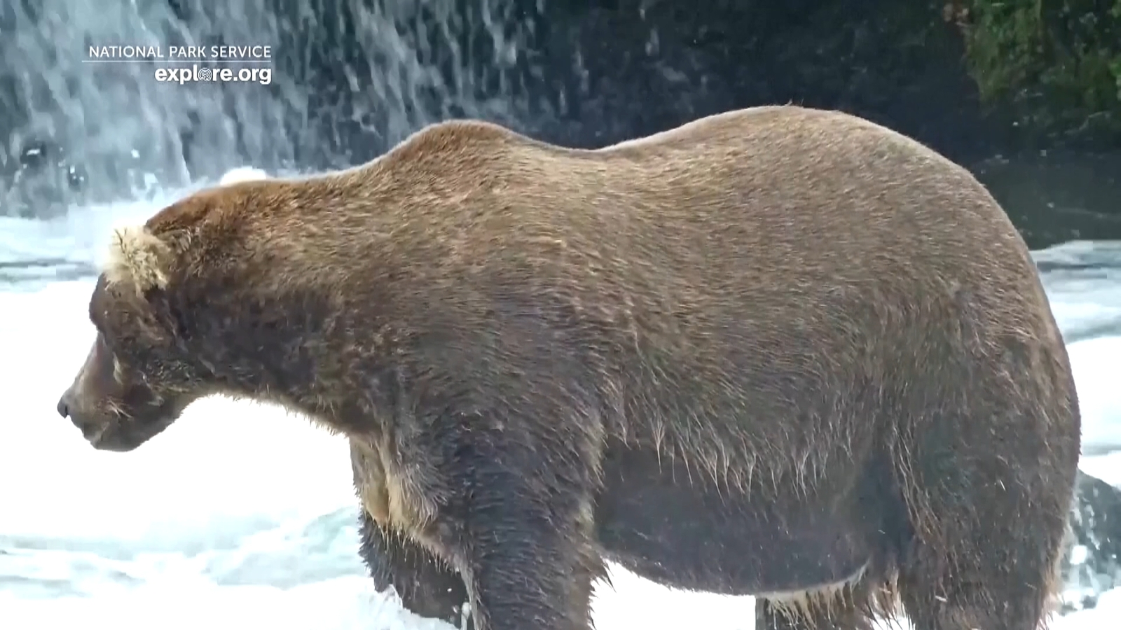 New heavyweight champion to be crowned in 2026 Fat Bear Week contest