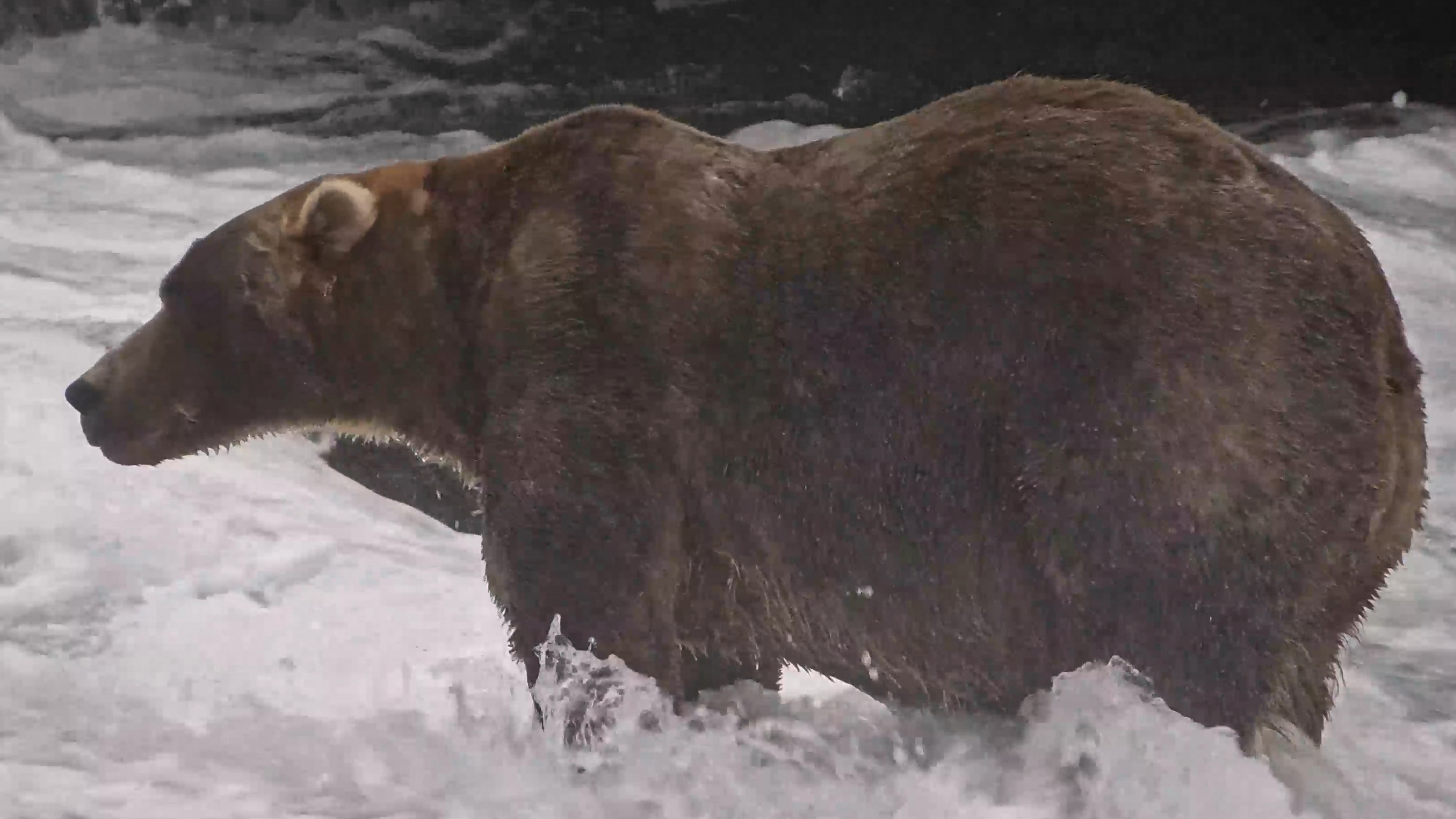 This image from video provided by explore.org shows a brown bear known as "Backpack," officially named Bear 89, wading through Brooks River on Sept. 8, 2026, in the Katmai National Park and Preserve in Alaska. 