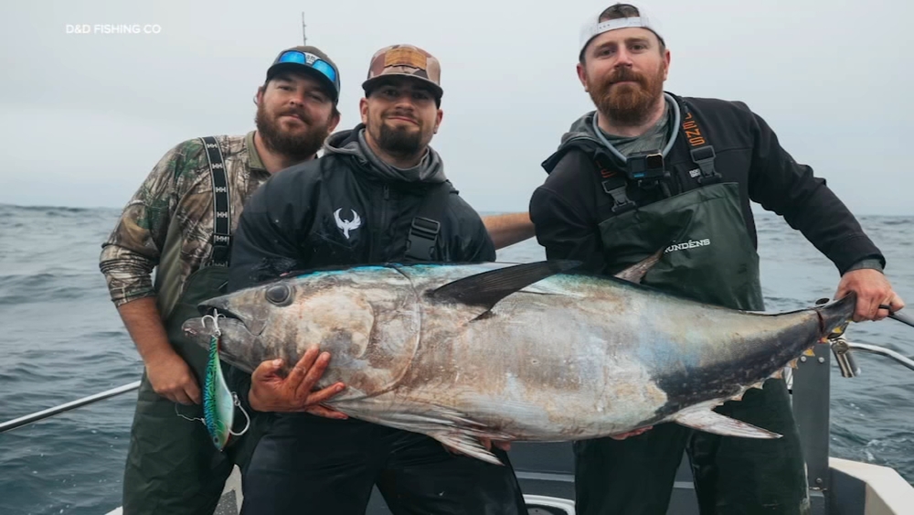 El Niño brings warm waters and unusual fish species to Bay Area