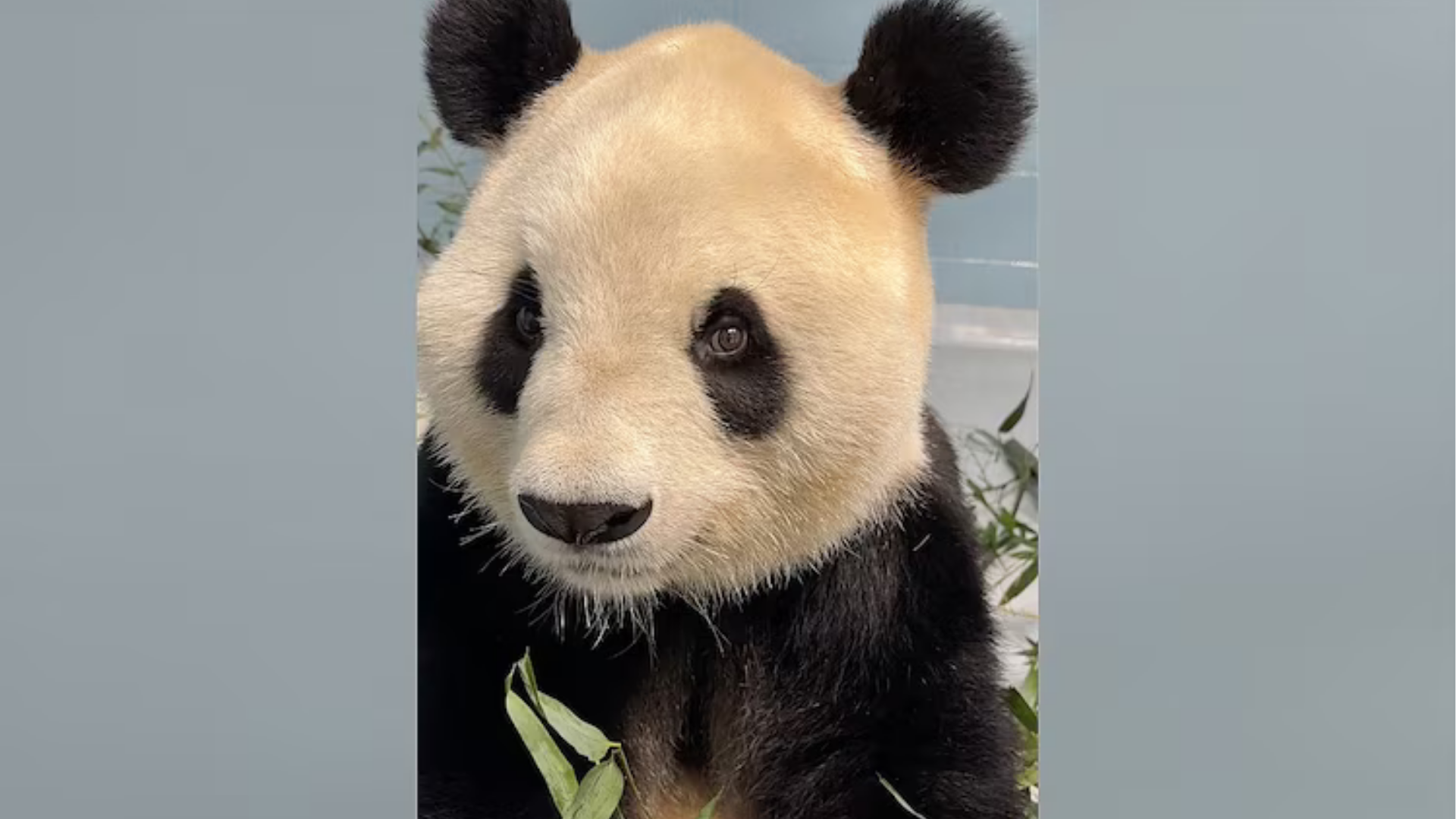 Zoo Atlanta released a video Sept. 30, 2026 of Fu Shuang, one of the two new panda's that arrived at the zoo last week from China.