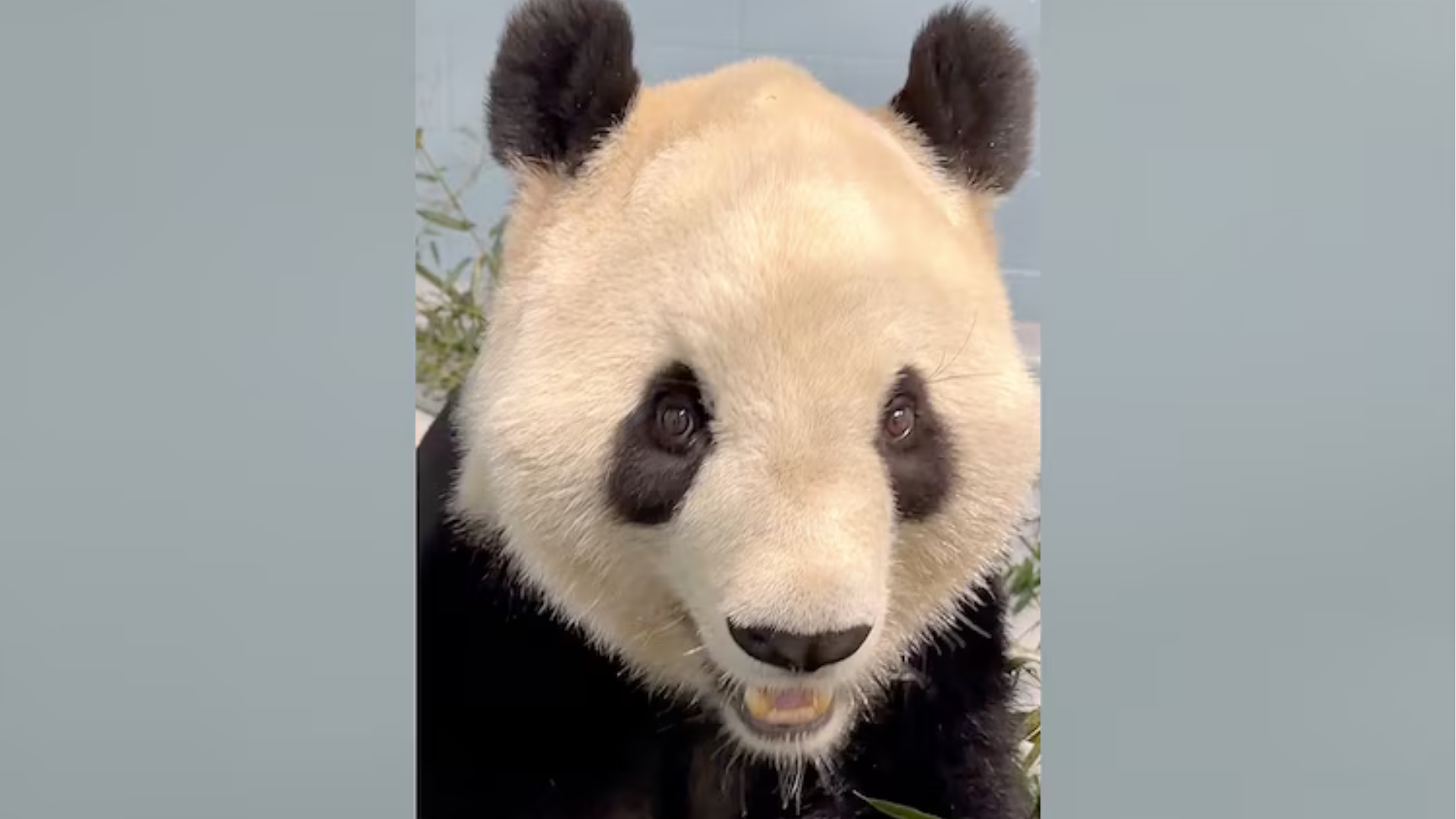 Zoo Atlanta released a video Sept. 30, 2026 of Fu Shuang, one of the two new panda's that arrived at the zoo last week from China.