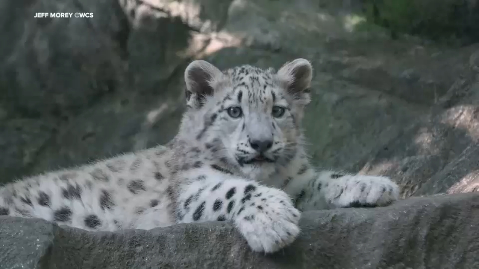 Bronx Zoo welcomes Snow Leopard cub
