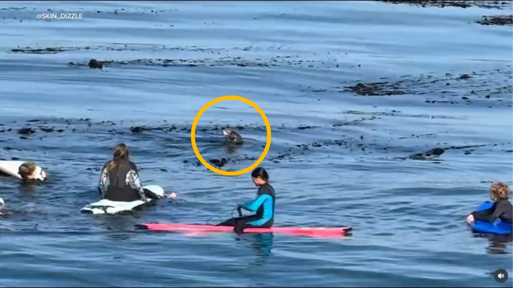 Otter hijacks surfboard in standoff with young Santa Cruz surfers