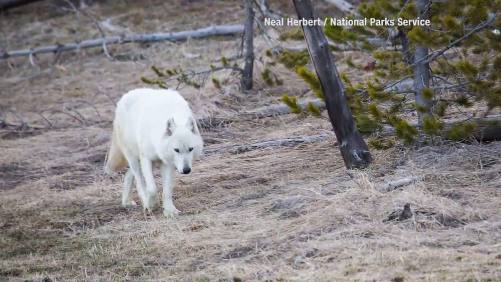 $10K reward offered for Yellowstone white-wolf shooter