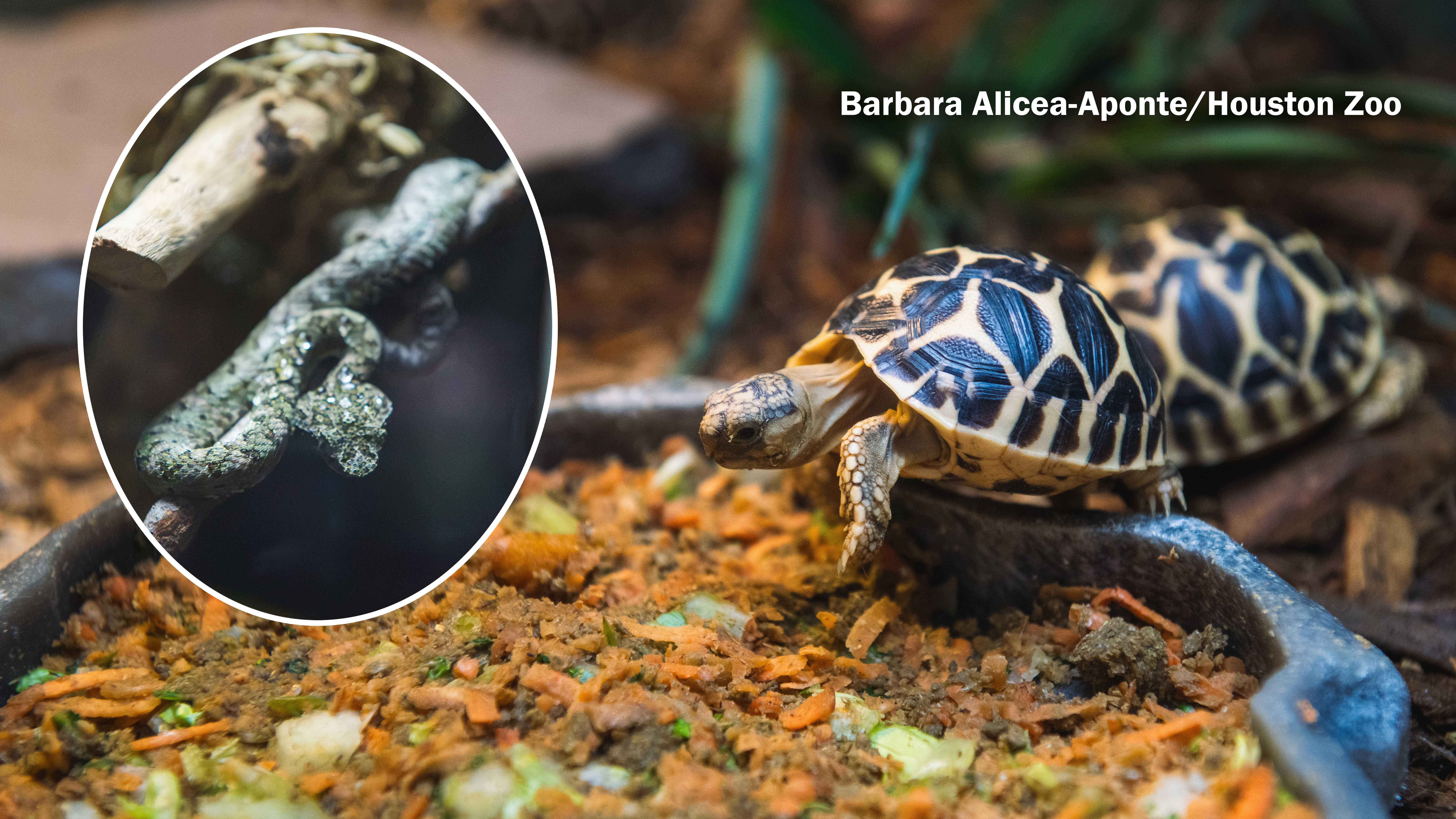 Houston Zoo introduces baby star tortoises, vipers, geckos, and skinks in time for spooky season