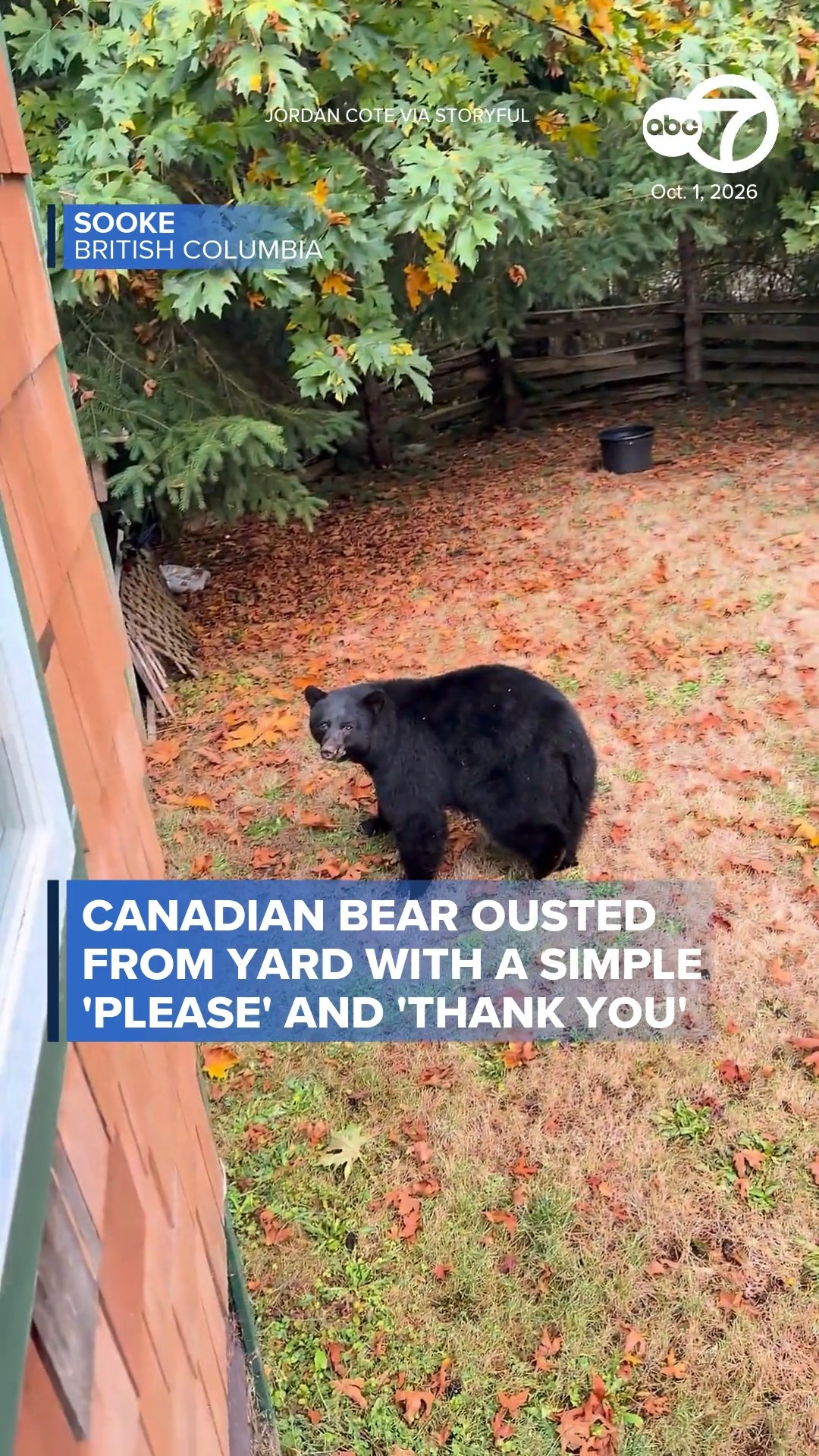 Canadian bear ousted from yard with simple 'please' and 'thank you'