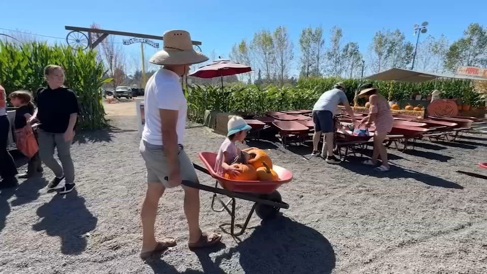 North Bay pumpkin patch visitors endure hot temps