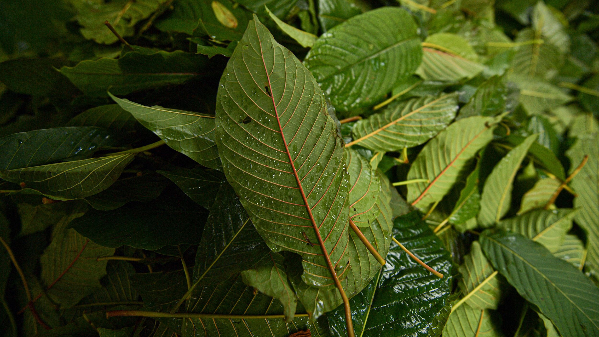abc7.com - What is kratom? What is 7-OH? Explaining products found near dead Ole Miss students after their deaths