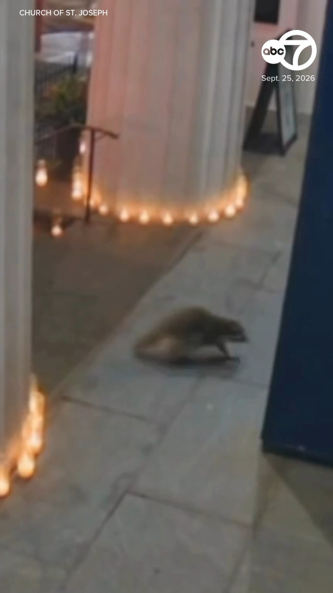 Raccoon runs inside NYC church during candlelight prayer service