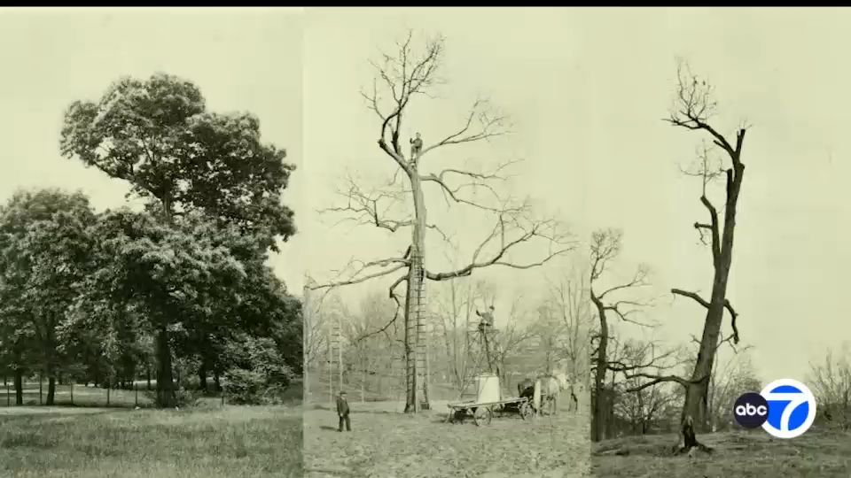 American chestnut trees return to Bronx Zoo 122 years after blight discovery