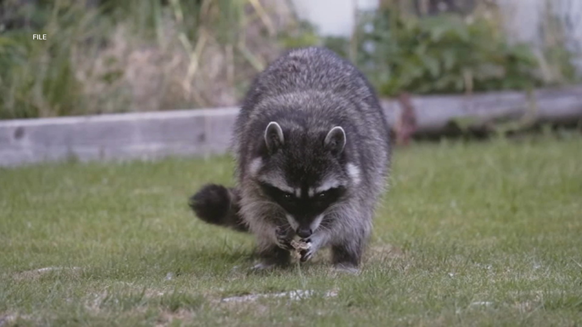 Possible rabid raccoon found in backyard of Westlake Village home; dog, 4 workers possibly exposed