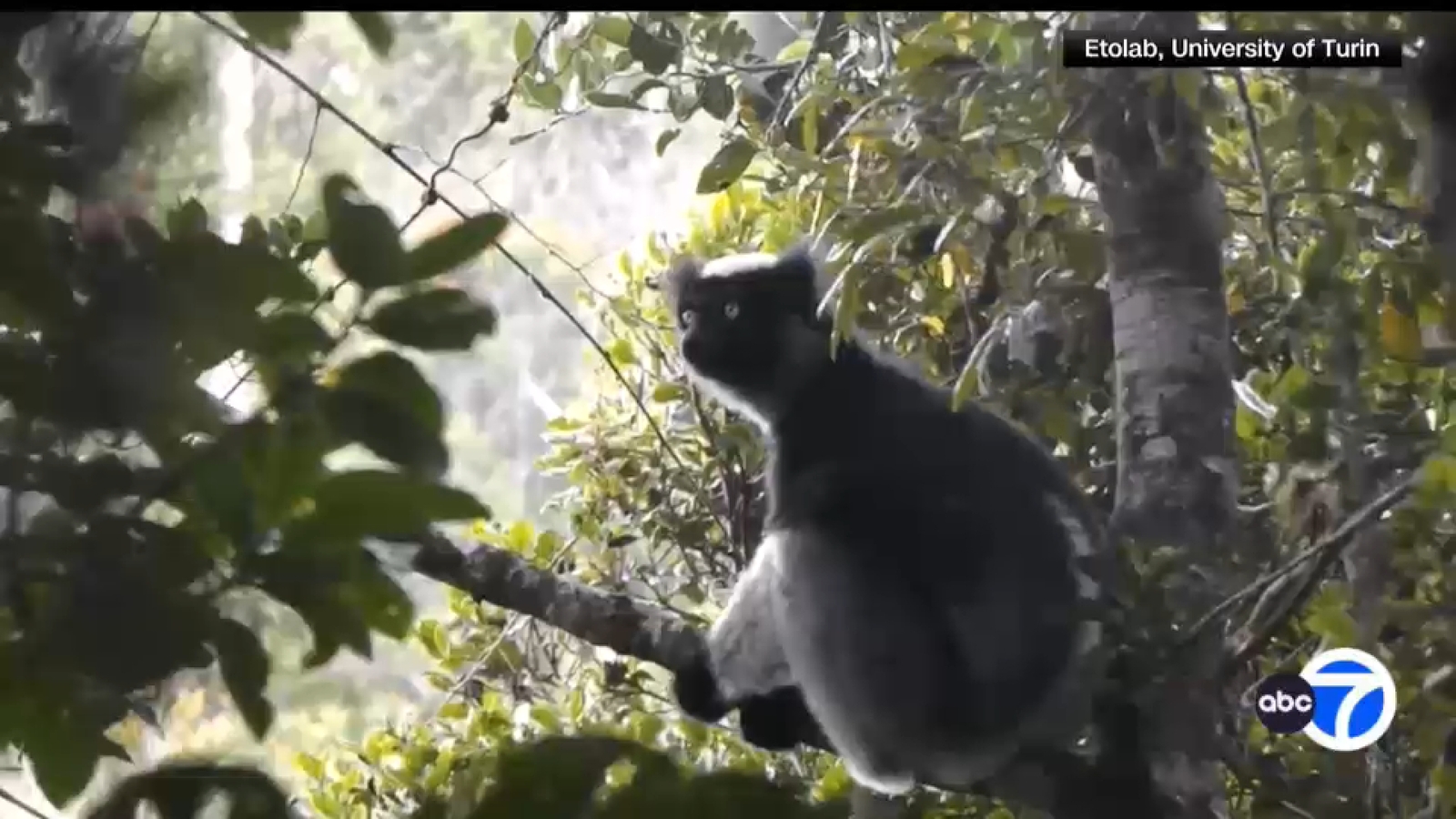 How do lemurs sing like opera singers?