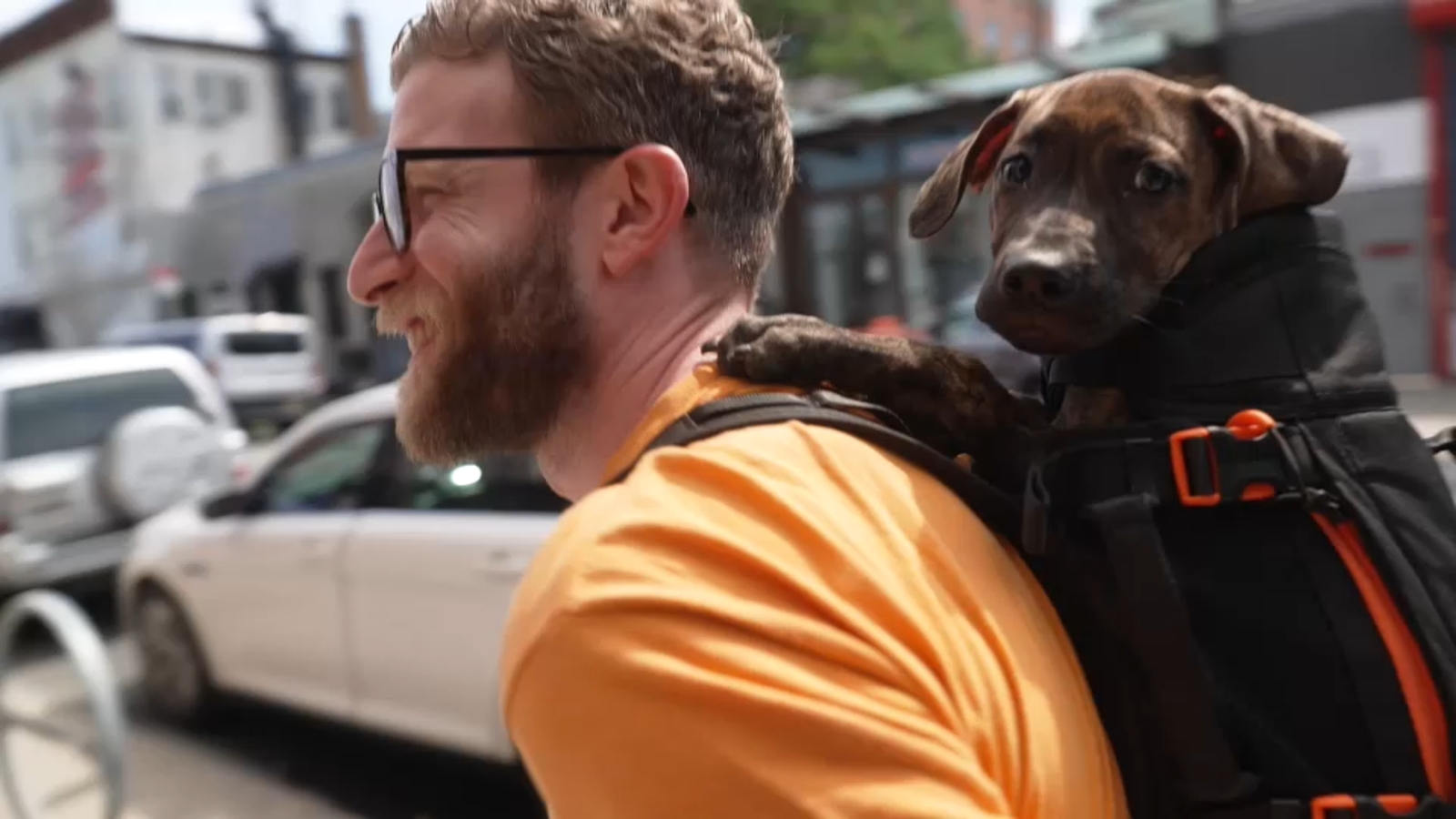 New York City dog backpack rides helping shelter pups find homes