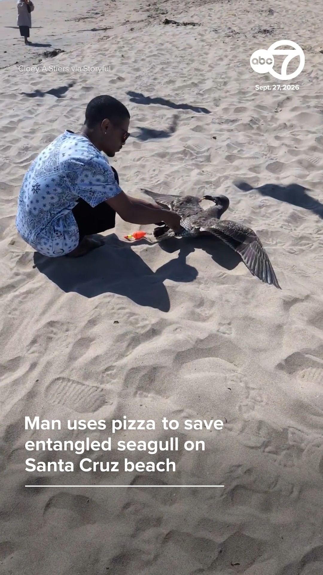 Man uses pizza to save entangled seagull on Santa Cruz beach