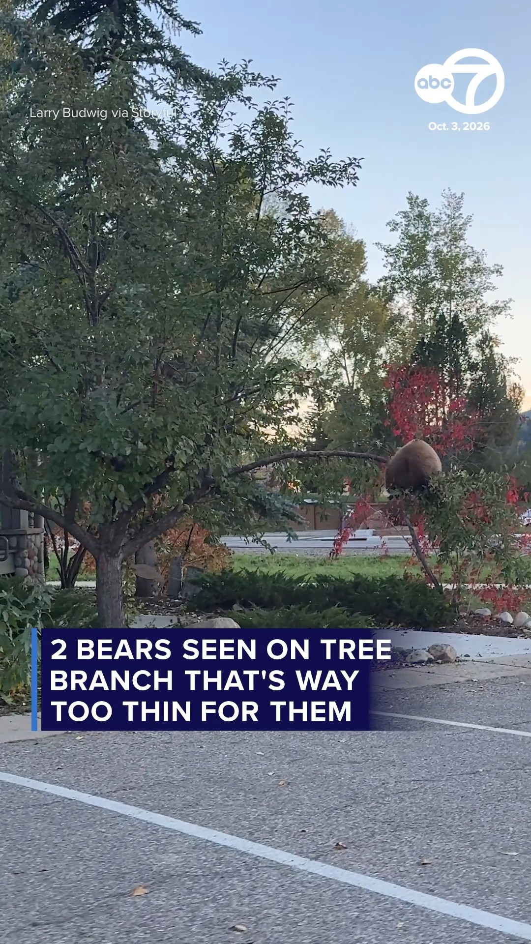 2 bears seen on tree branch that's way too thin for them