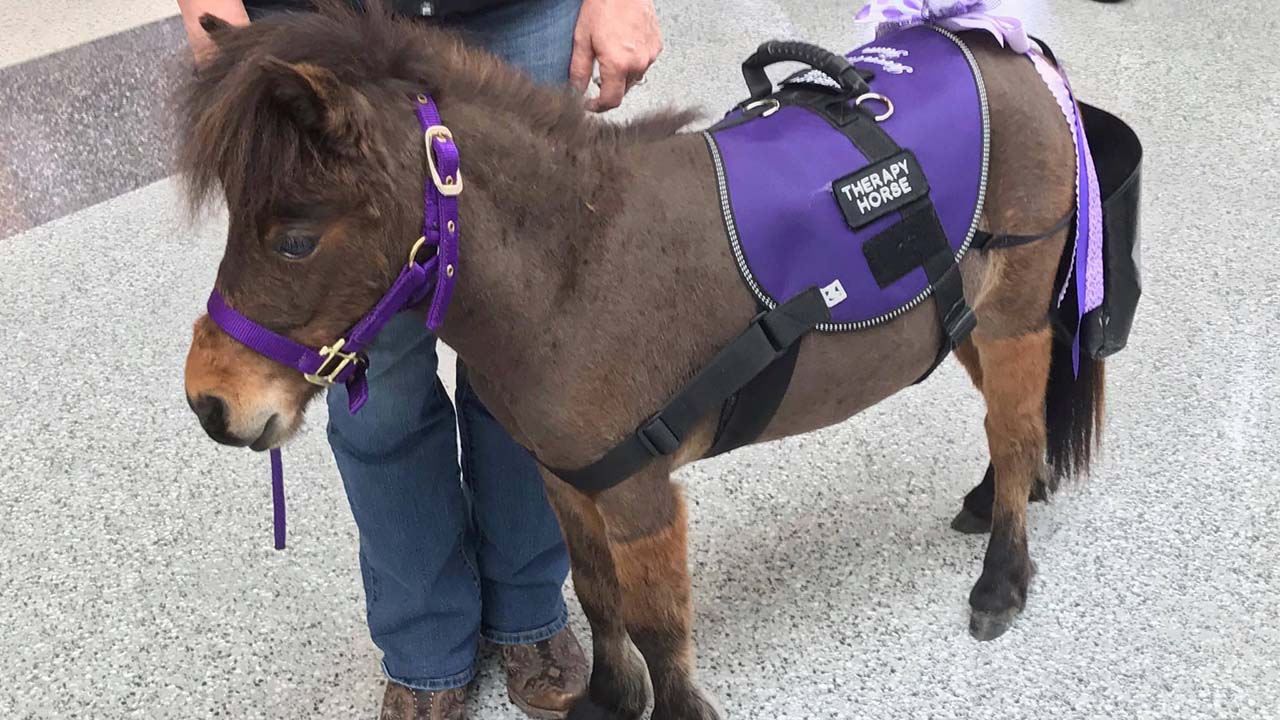 Airport provides mini horse therapy