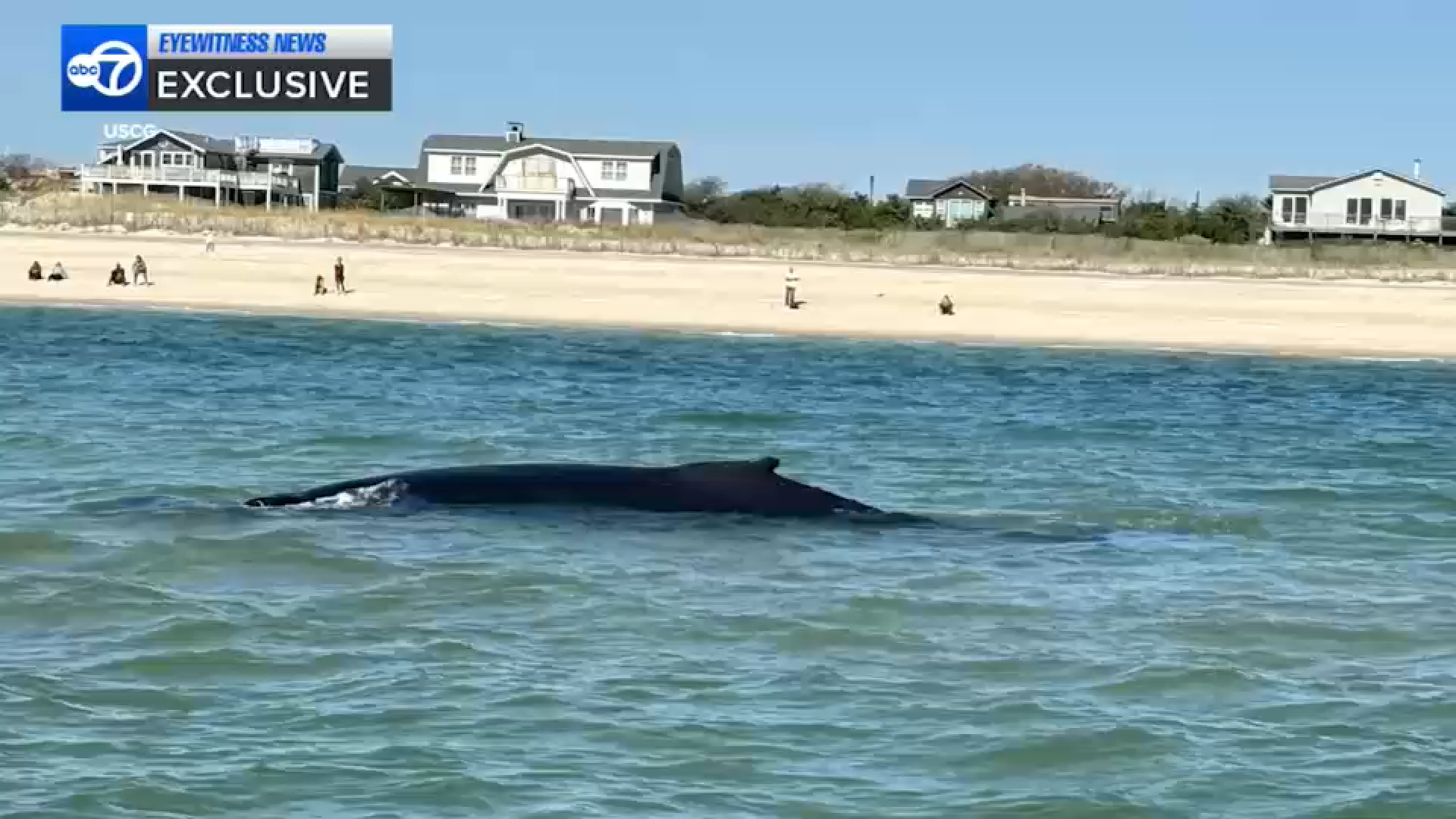 US Coast Guard helps rescue two juvenile humpback whales stuck on sandbar off Fire Island