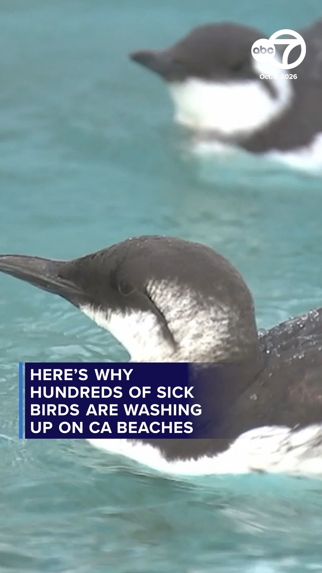 Here's why hundreds of sick birds are washing up on CA beaches