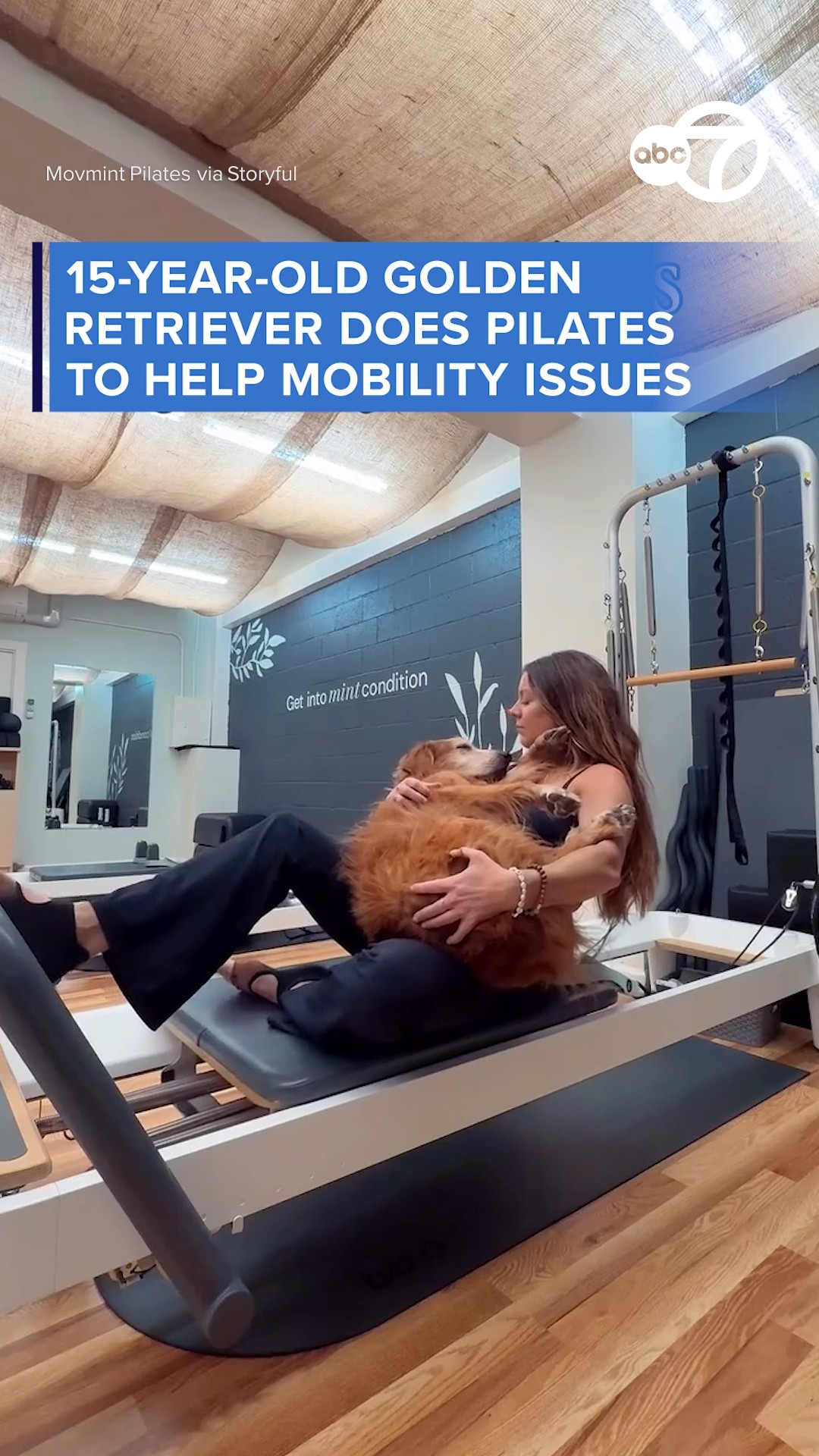 15-year-old Golden Retriever does Pilates to help with mobility issues