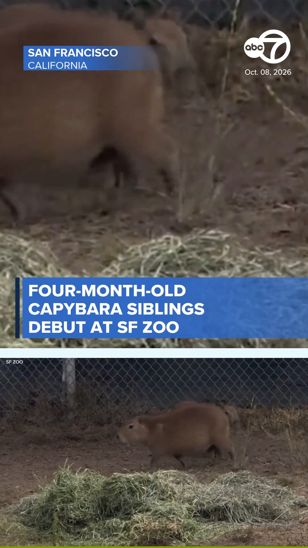 Four-month-old Capybara siblings debut at SF Zoo