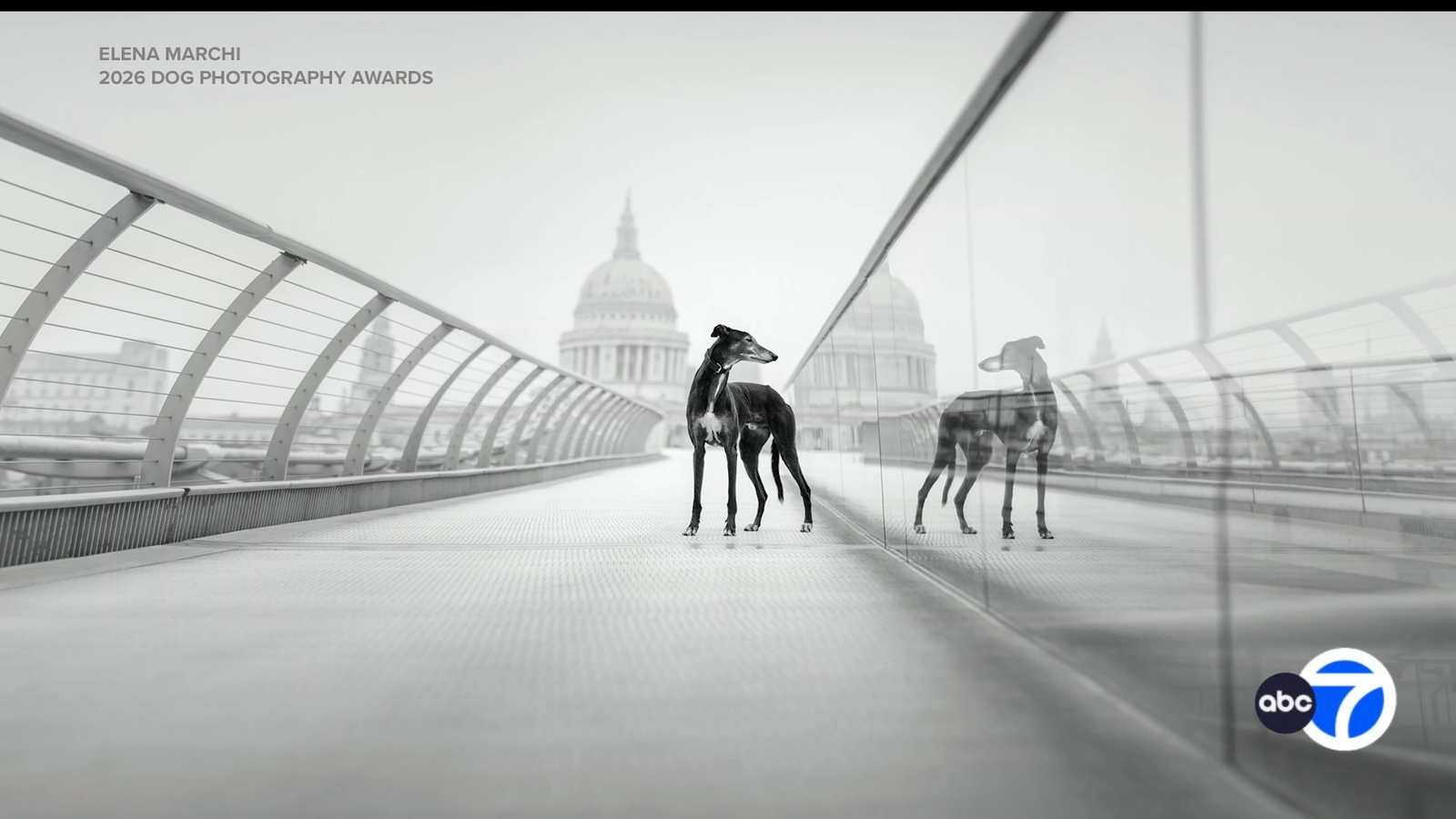 'Dog Photography Awards' celebrates outstanding dog photography