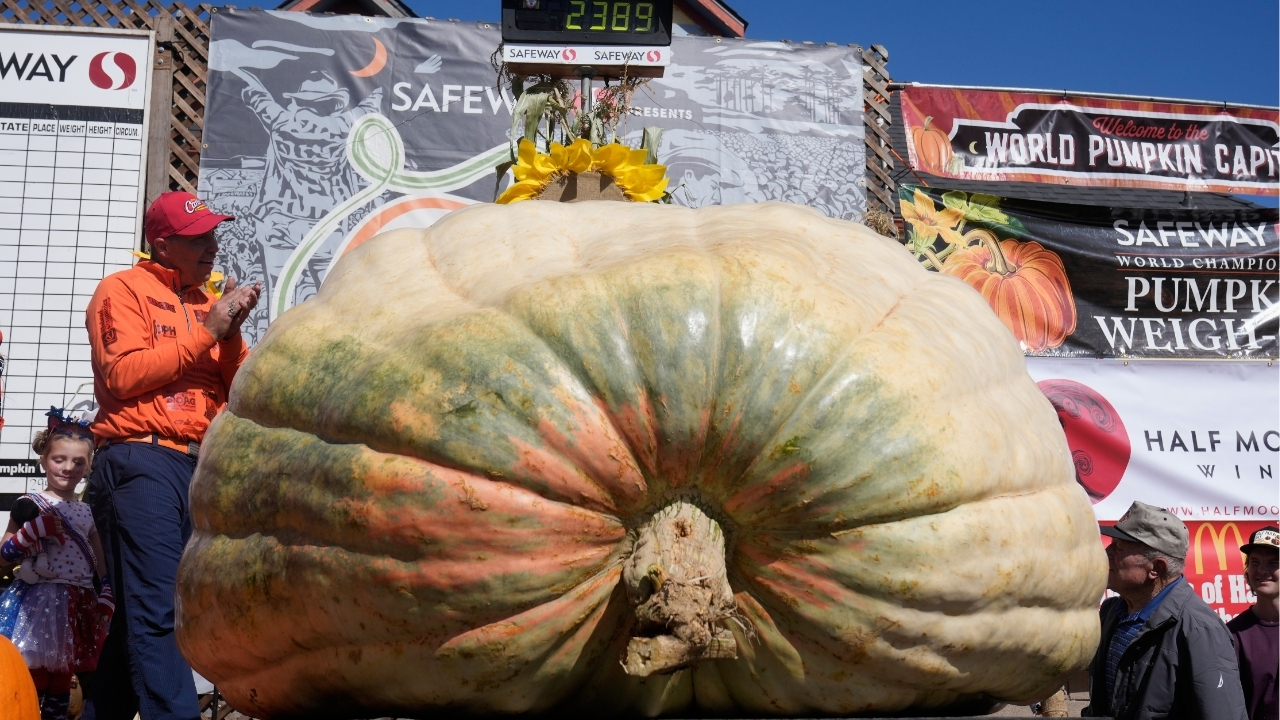 A giant pumpkin named Rocky gives a champion grower his California comeback