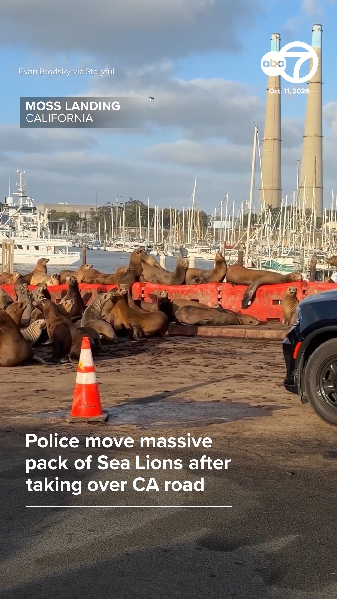 Police move massive pack of Sea Lions after taking over CA road