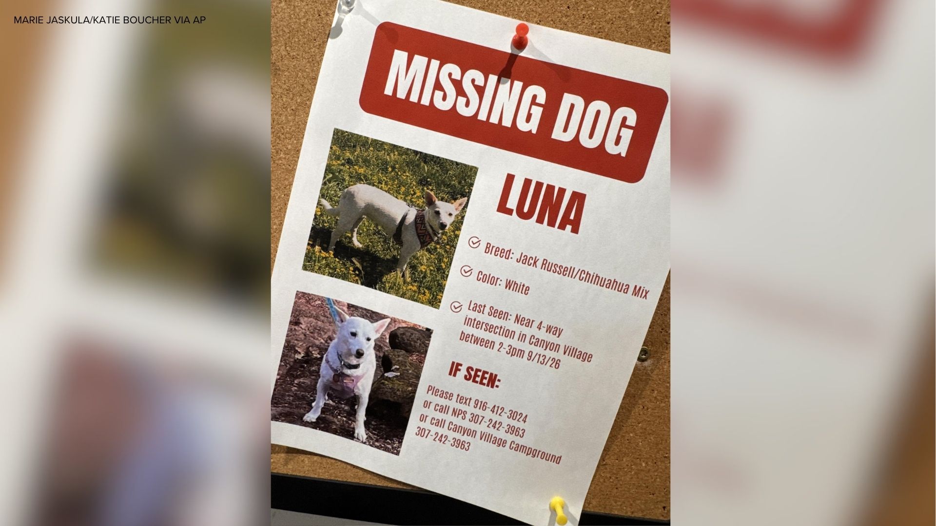 This photo made with a smartphone and provided by Marie Jaskula shows a poster, created by Katie Boucher, asking for information about a missing dog named Luna, Tuesday, Oct. 13, 2026, at Yellowstone National Park, Wyo. 