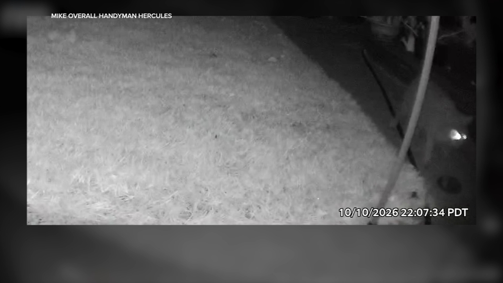 Hercules police urge caution after mountain lion sightings
